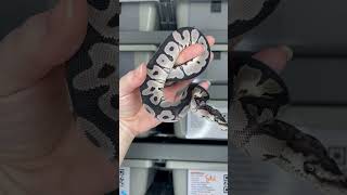 VPI Axanthic Clown #ballpythonbreeder #ballpython #ballpythonmorph #axanthic #snake #clownballpython