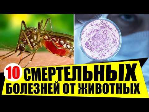 10 смертельных заболеваний, которые мы подхватили от животных
