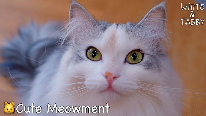 Watch the video about Cute moment of fluffy Tabby. | 15 months old Fluffy & Cute Kitten | Norwegian Forest Cat