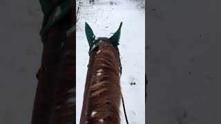 Richtig reiten reicht? #pferdegesundheit #pferdetherapie #klassischreiten #sitzschulung #reiten