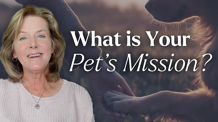 Uncovering Soul Contracts: How Your Pet Helps You Grow Spiritually