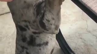 Pitbull Tigrado Hermoso