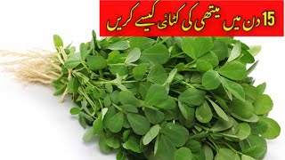 Harvesting of Fenugreek (methi) at home in urdu/hindi