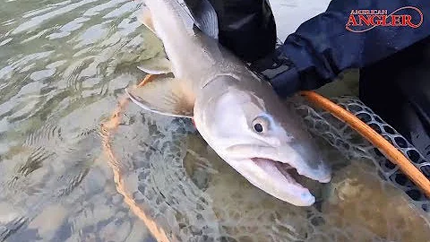 BC Bull Trout on the Fly