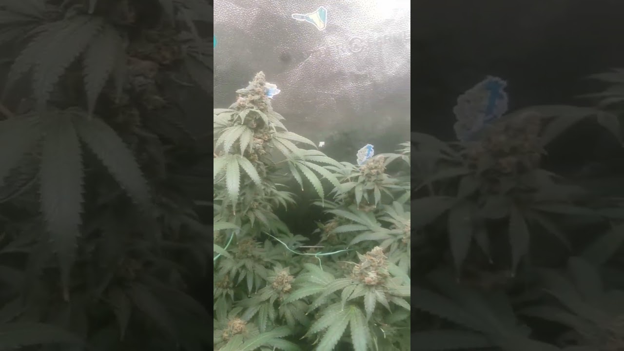 Week 9 of flower wedding cake x bbc blue sweetie g-roll from square one generics and robinhood seeds