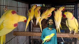 Yellow Alexander Breeding Setup, Talking Parrot, Bolne wala tota, Parrot Hatching Eggs - Hsn