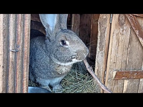 Лоза винограда для кроликов!!! [Виноград для кроликов]