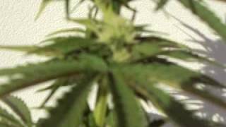 2 Cannabis Plants Grown Late In Season