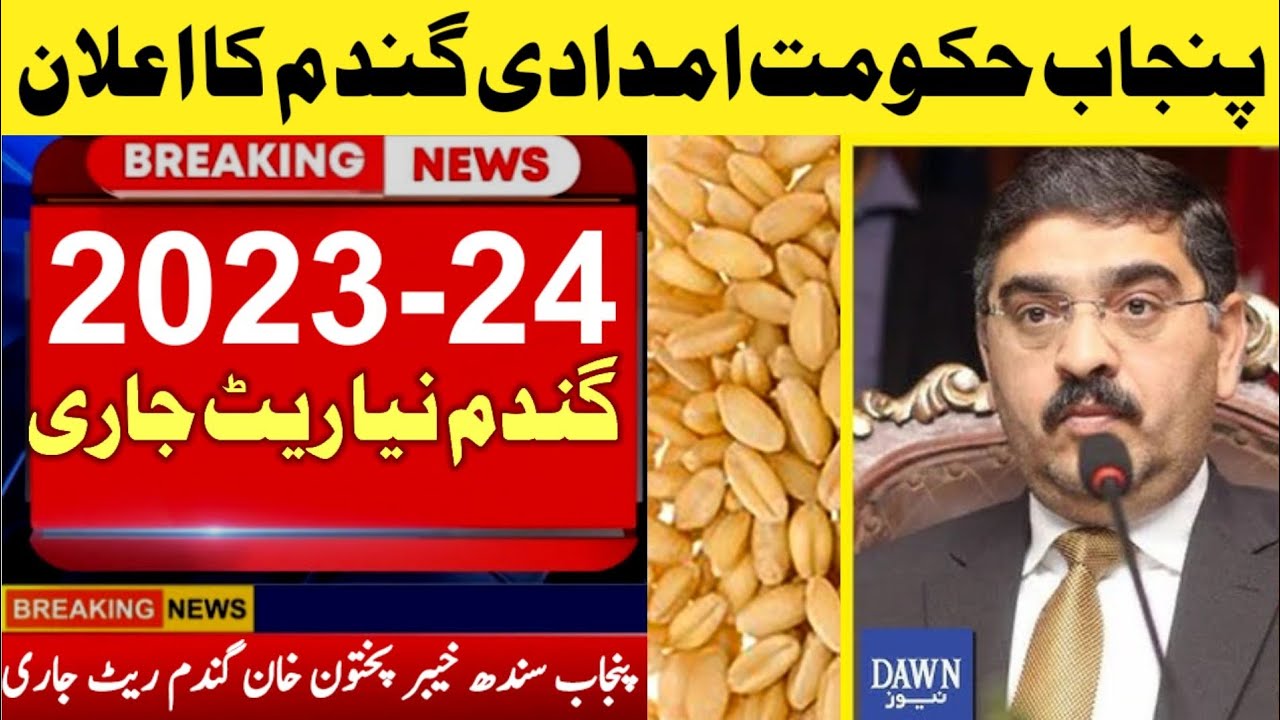 Wheat Price in Punjab 2024 | Wheat New Price 2024 | Gandum Ka New Rate ...
