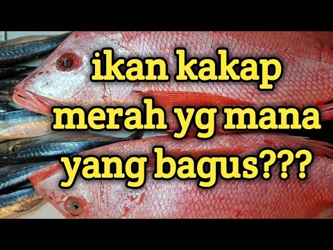 Video: Cara Memilih Ikan Merah