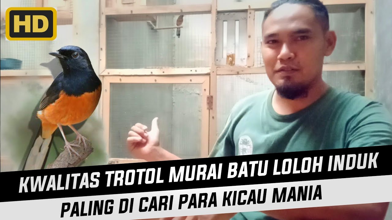 MEMUASKAN!!! Cara ternak murai batu bagi pemula, dari perawatan hingga