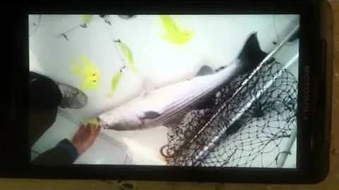 Rockfish chesapeake beach