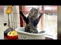 WARNING: You will get HIGH BLOOD PRESSURE from LAUGHING HARD // Funny ANIMAL videos