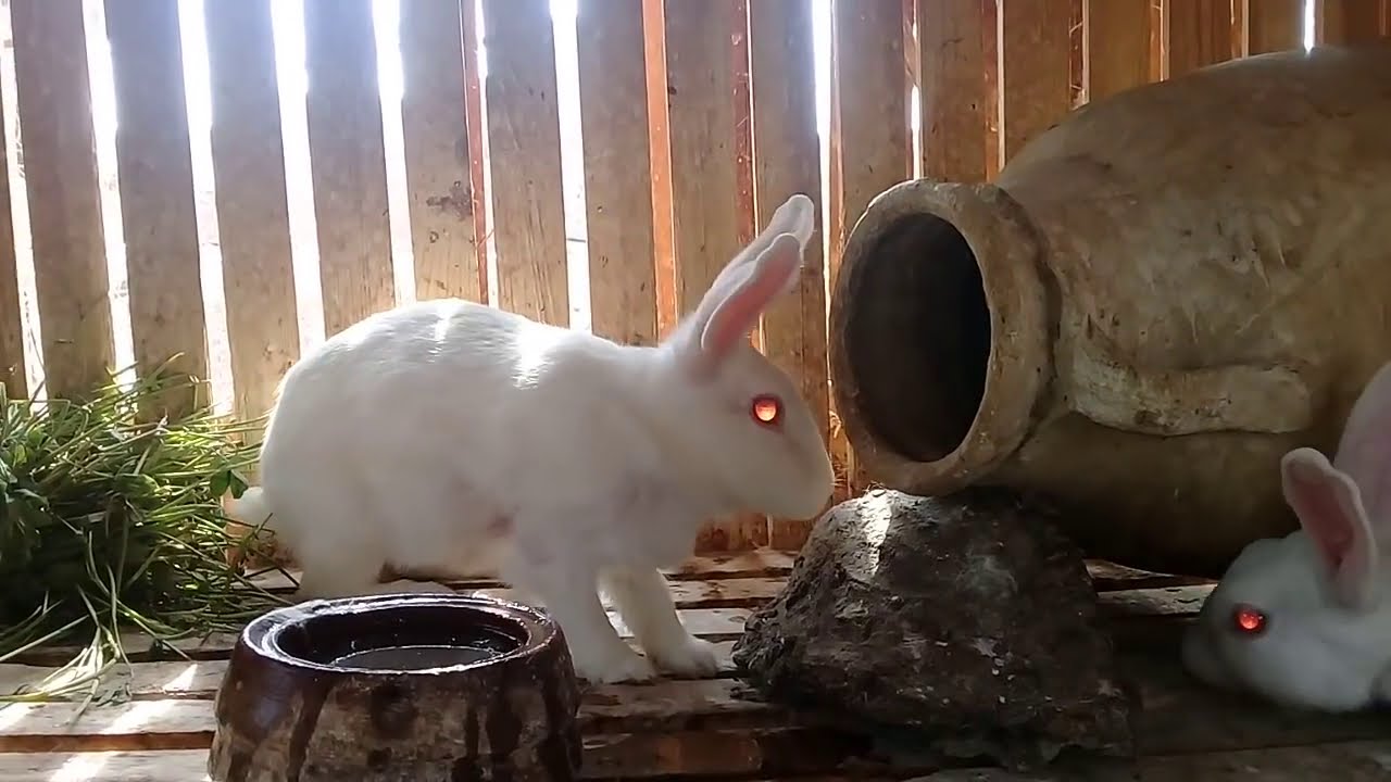 ارنبتي ولدة تعالوا شوفو حصل إيه وإزاي تربي الارانب على السطوح Raising Rabbits Youtube