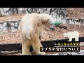 【東山動植物園公式】フブキの変化について《 ホッキョクグマ　クマ 》