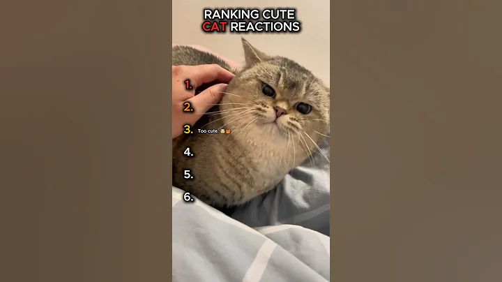 Cutest Cat Reactions Ranked  😻 #shorts