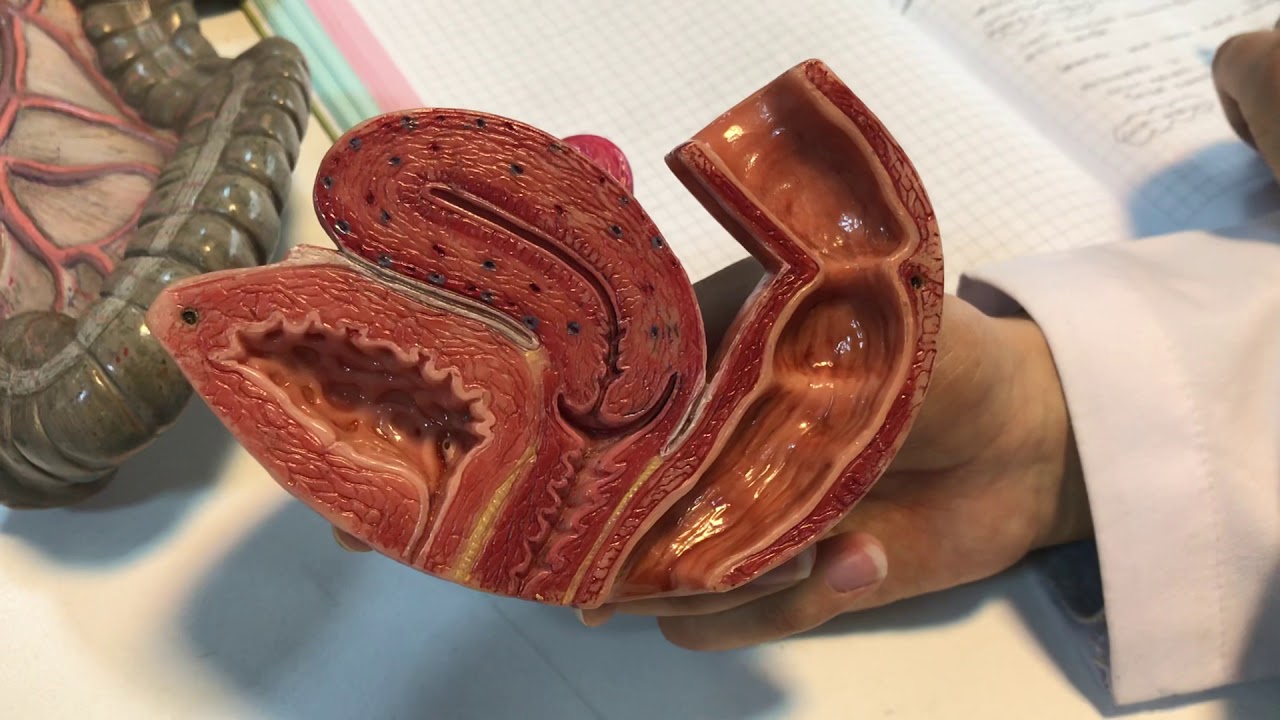 REKTUM VE CANALİS ANALİS