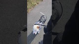 Dog Walk - English Staffordshire Bull Terrier- Hewy The Wolverine Jackman