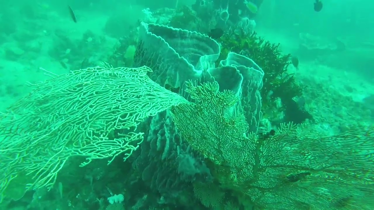 Diving in Thailand SHARK POINT 2017