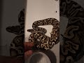 1.0 Pastel GHI #CataractRoyals #BallPython #Breeding