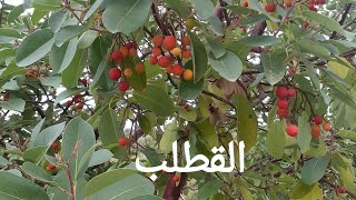 ماذا تعرف عن نبات القطلب ، اللنج أو القيقب#Arbutus