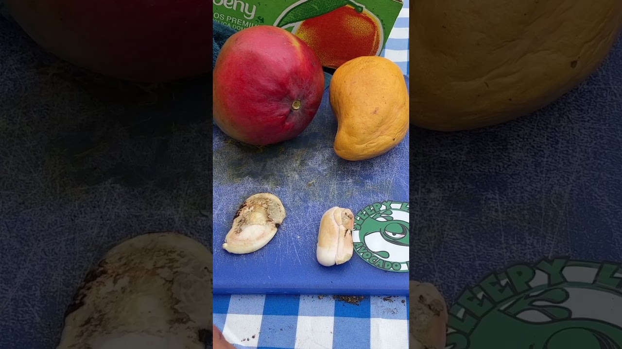 Mango seed comparison mono embryonic vs polyembryonic
