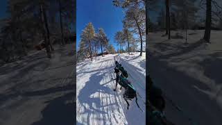 Last chance to join our free beginner skijoring event in Hamar!