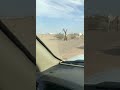 الابل ابو عبدالله الحربي