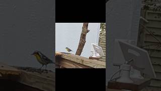 Beautiful Yellow Breasted Bird  Sneak Peek  Many Exotic Birds In 4k  Woodpecker Hawk Falcon More