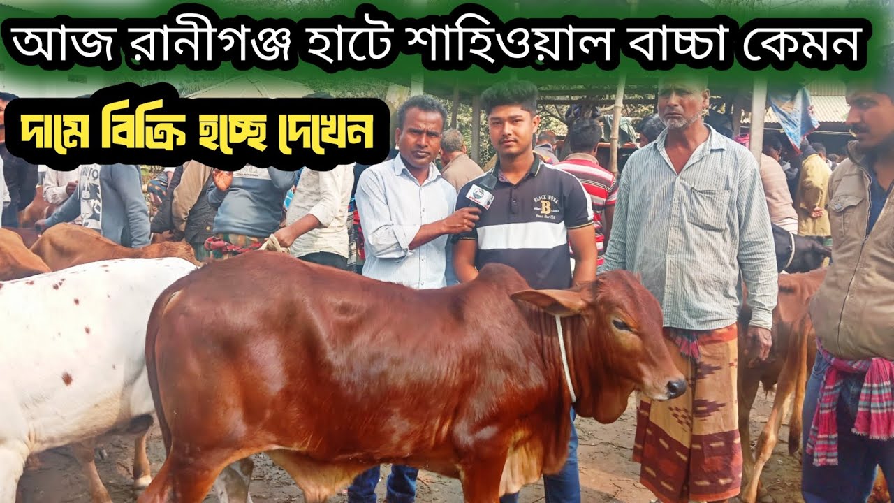 ২ফেব্রুয়ারি ২০২৬| 100% শাহিওয়াল বাচ্চা| খামার উপযোগী গরু 