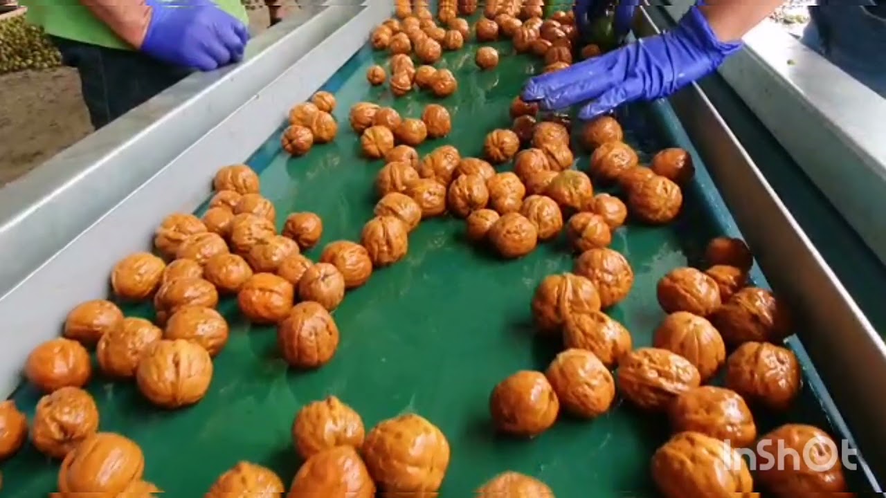 Linie profesională de prelucrare a nucilor