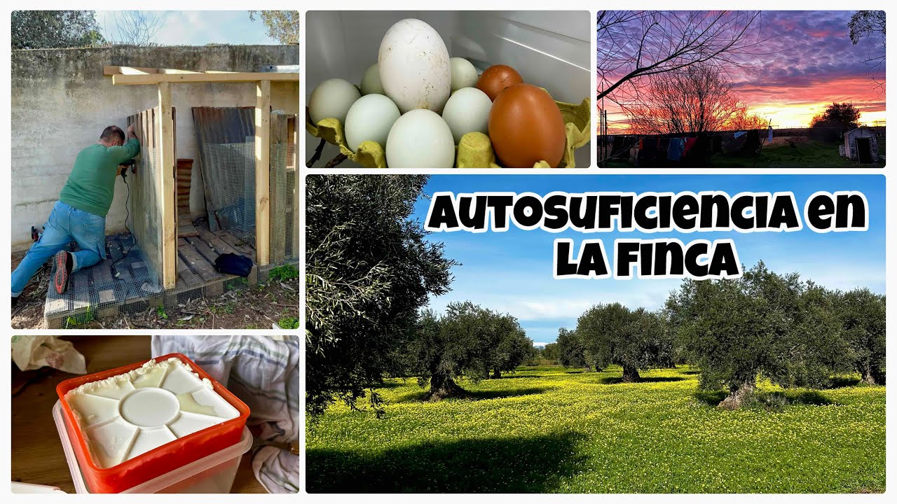 #217🏡 Así hago queso de leche cabra🤩🥛🧀/ Las ocas empiezan a poner 🥚/Cada vez más autosuficientes 🏡👍🏡