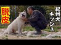 元飼い主を５針縫う大怪我させた紀州犬キッシュくんのブラッシングは大変です