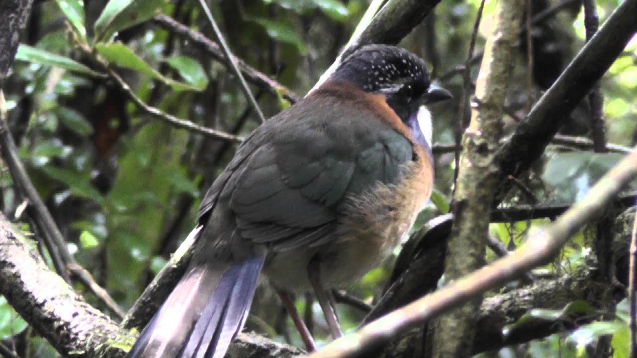 Madagascar 131 Pitta-like Ground Roller 