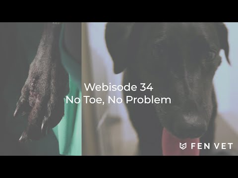 Fen Vet Webisode 34: No toe, no problem