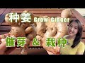 【种植56】生姜种植---- 催芽与栽种（2种催芽方法） How to grow ginger ---- germination and planting