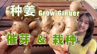 【vegetable garden】 How to grow ginger  germination and planting 生姜种植 催芽与栽种2种催芽方法
