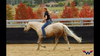 Bridleless Riding & Liberty Training with Horses - Angie Wicks