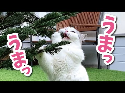 【悲報】つくしがクリスマスツリーを食べてしまいました…【おしゃべりする猫】