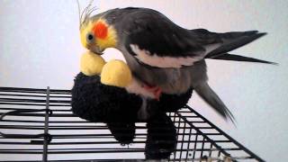 Horny Bird Loves His Penguin
