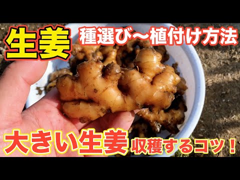 rara576 種用生姜17キロ rara576 種用生姜17キロ 生姜専門店GINGER FACTORY / 種生姜