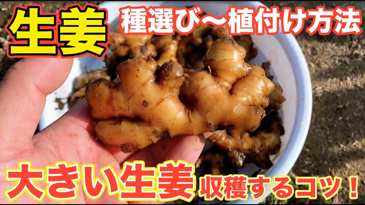 種生姜 熊本県産 種生姜 20kg