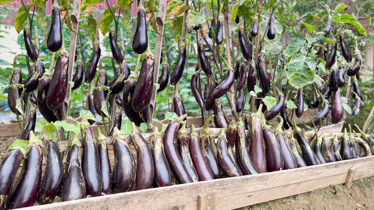 Growing Eggplants At Home, Tips For A Lot Of Fruits, Big Fruits, High