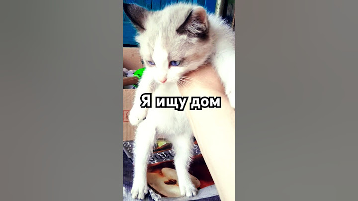на пристроиства котенак девочка
