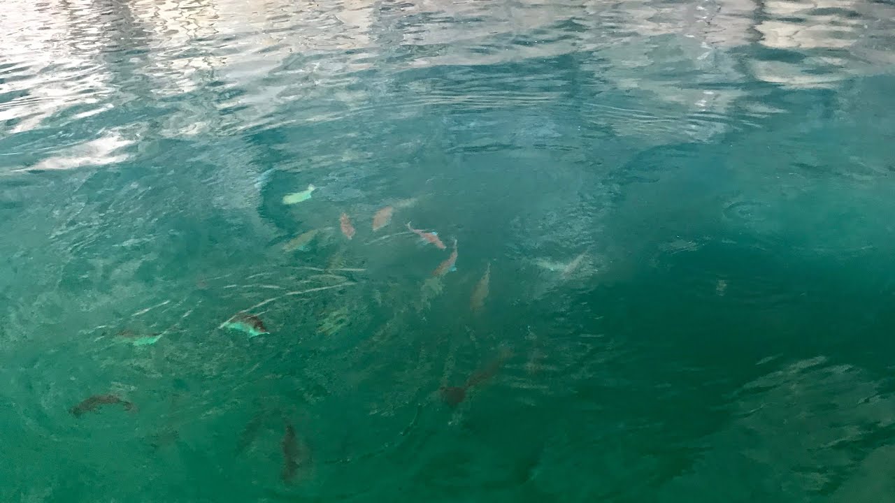 Snapper top water feeding (coromandel NZ)