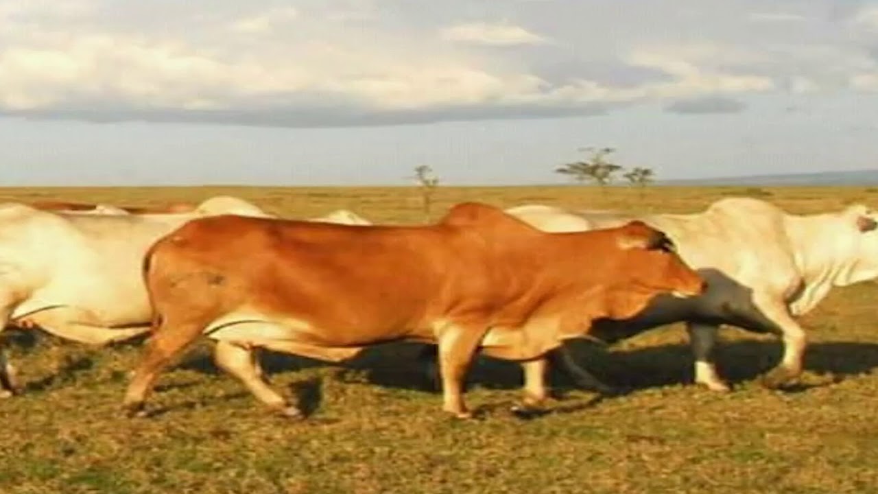 THE  BEST MAASAI EOKO