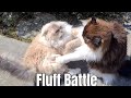 Fluffy ragdoll cat fight