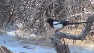 Magpies In Winter