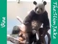 The Real Sexual Harrassment Panda Vine