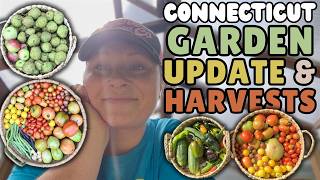 Our Garden Is Still PRODUCING! 🍐🍅 What We Harvested + Fall Planting | Connecticut